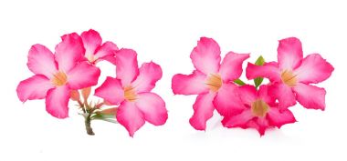 pembe çöl çiçeği beyaz zemin üzerine yükseldi.