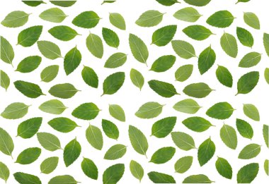 beyaz zemin üzerine kutsal fesleğen