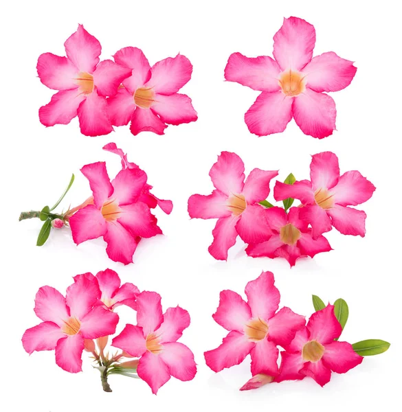 흰색 바탕에 분홍색 사막 장미 꽃 — 스톡 사진