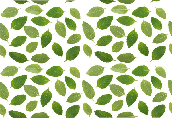 beyaz zemin üzerine kutsal fesleğen