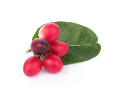 Beyaz arkaplanda Carunda veya Karonda