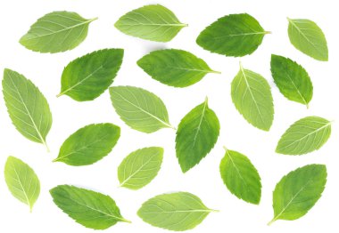 beyaz zemin üzerine nane