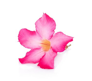 pembe çöl çiçeği beyaz zemin üzerine yükseldi.