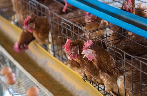 Bauernhühner im Stall, Hühner in Käfigen industrieller Bauernhof — Stockfoto