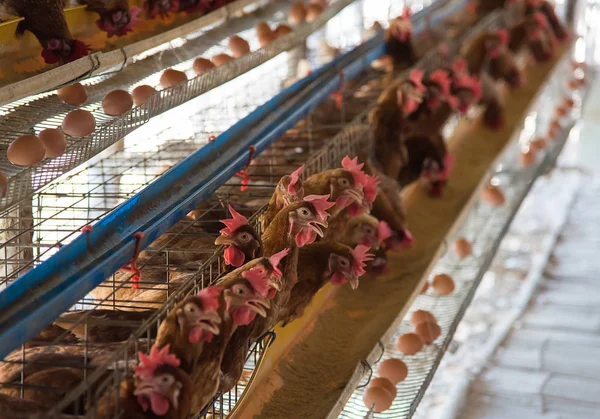 Çiftlik tavuğu ahırda, tavuklar endüstriyel çiftlikte