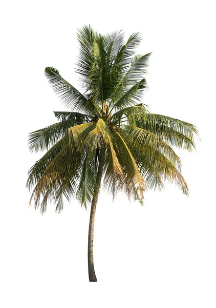 Kokosbomen op witte achtergrond — Stockfoto