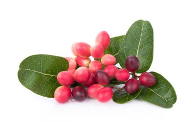 Beyaz arkaplanda Carunda veya Karonda