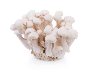 izole üzerinde beyaz arka plan beyaz shimeji mantar