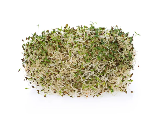 Montón de brotes de alfalfa sobre fondo blanco — Foto de Stock