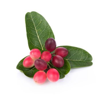 Beyaz arkaplanda Carunda veya Karonda