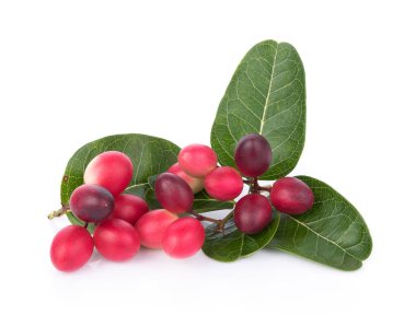 Beyaz arkaplanda Carunda veya Karonda