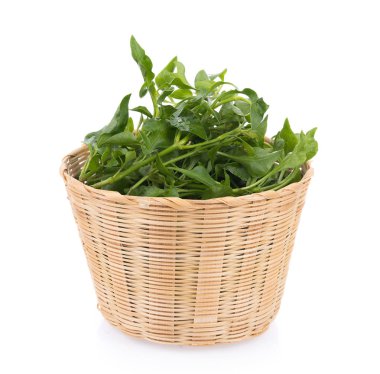 Taze su teresi beyaz arkaplanda izole edildi