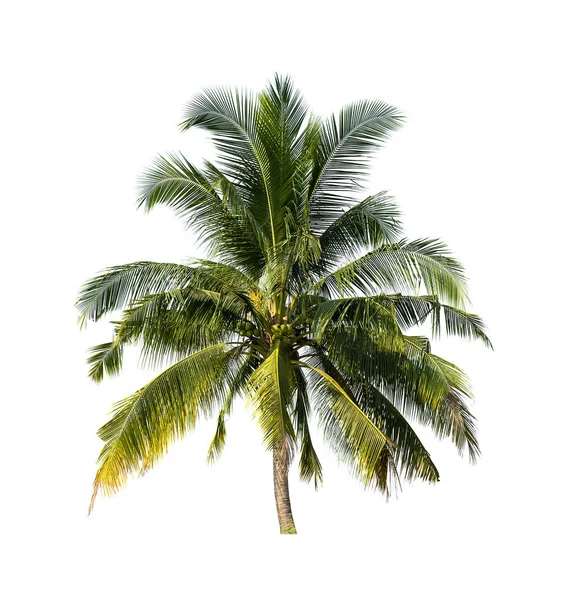 Coconut trees on white background — Stock Photo, Image