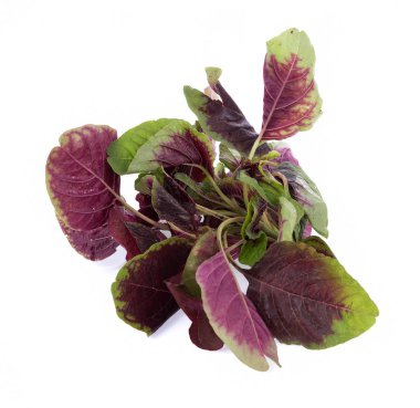 Beyaz arka plan üzerinde izole kırmızı ıspanak