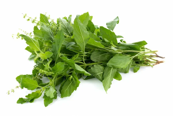 Holy basil on white background — Stock Photo, Image