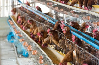 Çiftlik tavuğu ahırda, tavuklar endüstriyel çiftlikte