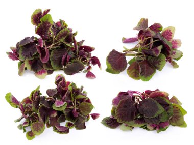 Beyaz arka plan üzerinde izole kırmızı ıspanak