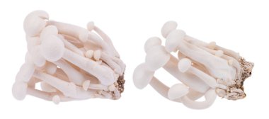 izole üzerinde beyaz arka plan beyaz shimeji mantar