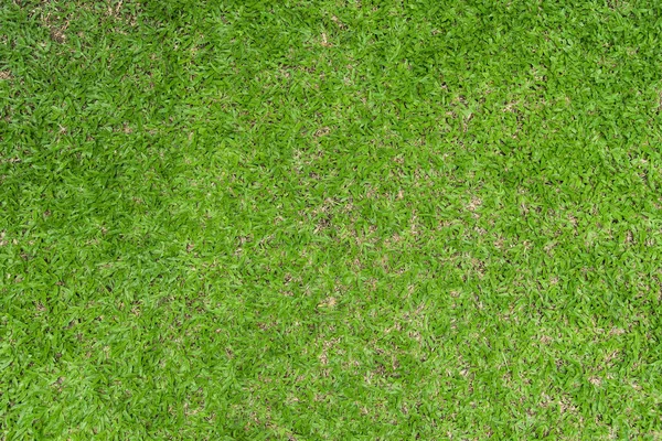 Gros plan herbe verte texture de fond naturel — Photo