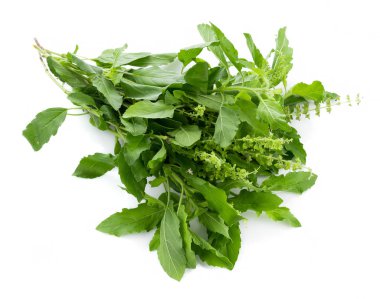 beyaz zemin üzerine kutsal fesleğen