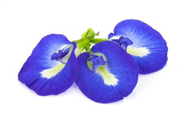 Fleurs Pois Bleu Sur Fond Blanc — Photo