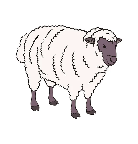 Vector sheep animal — Stock Vector