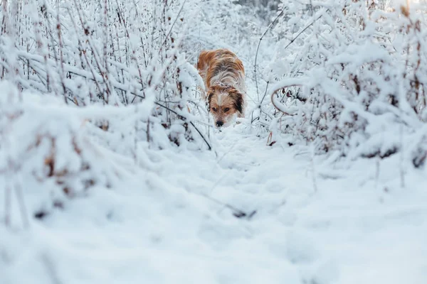 Hunting dog searching snowy ground in frozen grass