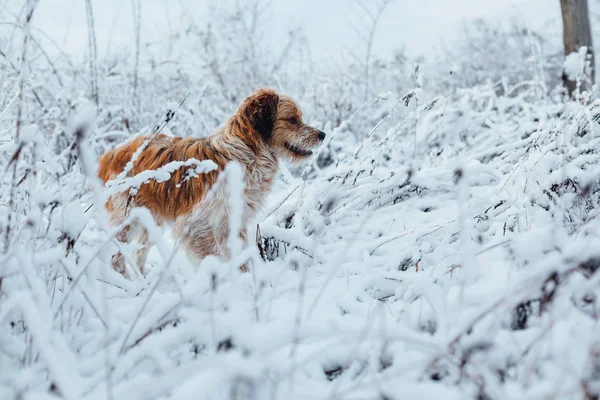 Hunting dog in snowy frost grass