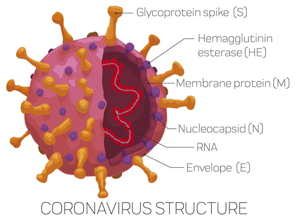 Infographic Depicting the External and Internal Coronavirus Structure, Vector Illustration — Stock Vector