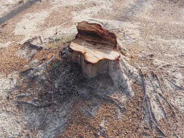 Stump av trädet — Stockfoto