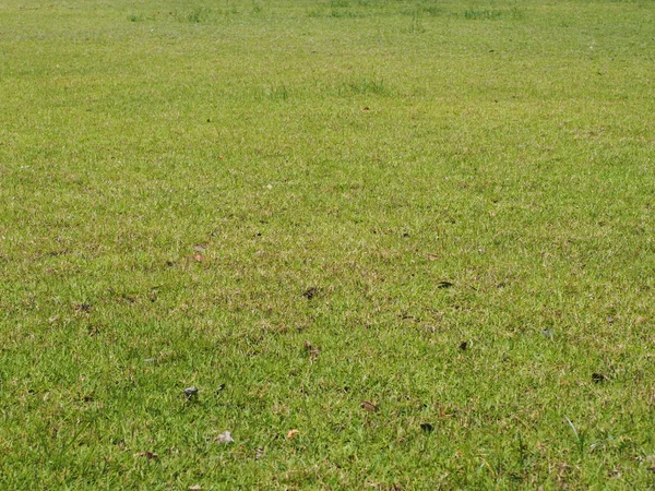 Green grass texture background — Stock Photo, Image