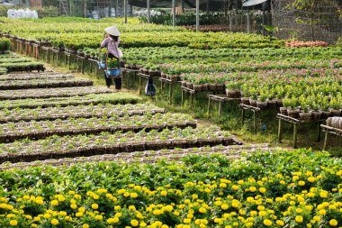 Geleneksel kıyafet Sa ara, Dong Thap, Vietnam onun bahçesinde yerel bayanla. Çiçekçi burada sık sık çiçek bitki ve hasat, ay yeni yıl karlarını artırmak için.