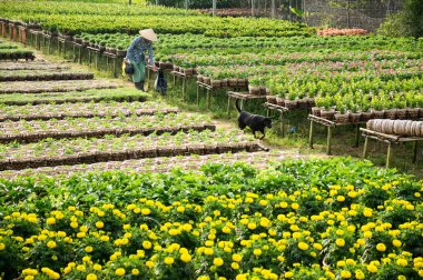 Bir bahçıvan ve köpeği onun bahçesinde Sa ara, Dong Thap, Vietnam. Sadec (Sa Aralık) birçok ay yeni yıl (Tet tatil için çiçek yer üründür)