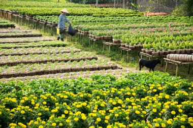 Bir bahçıvan ve köpeği onun bahçesinde Sa ara, Dong Thap, Vietnam. Sadec (Sa Aralık) birçok ay yeni yıl (Tet tatil için çiçek yer üründür)