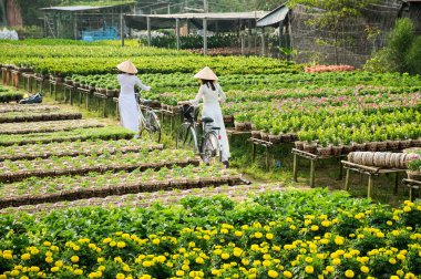 Ao Dai (geleneksel Vietnam giyim) üniforma Sa ara, Dong Thap, Vietnam bahçesinde iki okul kız. Sa Aralık Mekong Deltası'nda en büyük çiçek stokları biridir.