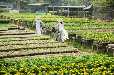 Two school girls with Ao Dai (traditional Vietnamese clothing) uniform in a garden in Sa Dec, Dong Thap, Vietnam. Sa Dec is one of the biggest flower stocks in Mekong Delta. clipart