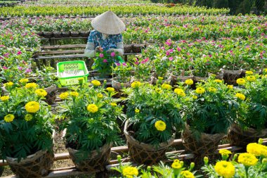 Bir bahçıvan Sa ara, Dong Thap, Vietnam onun bahçesinde çiçekler için umurunda değil. Sadec (Sa Aralık) çiçek üretim merkezidir. Çiçekçi burada sık sık çiçek bitki ve hasat, ay yeni yıl karlarını artırmak için. 