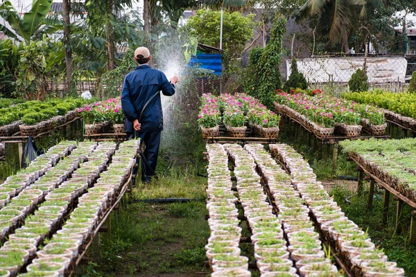 A gardener waters the flowers in his garden in Sa Dec, Dong Thap, Vietnam. Sadec is place product many flower for Lunar New Year (Tet holiday) — Stock Photo, Image