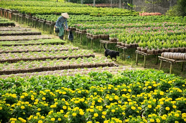 Bir bahçıvan ve köpeği onun bahçesinde Sa ara, Dong Thap, Vietnam. Sadec (Sa Aralık) birçok ay yeni yıl (Tet tatil için çiçek yer üründür)