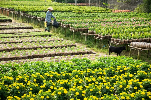 Bir bahçıvan ve köpeği onun bahçesinde Sa ara, Dong Thap, Vietnam. Sadec (Sa Aralık) birçok ay yeni yıl (Tet tatil için çiçek yer üründür)