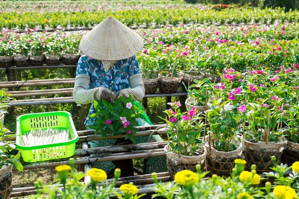 A gardener cares for the flowers in her garden in Sa Dec, Dong Thap, Vietnam. Sadec (Sa Dec) is flower producing center. Florists here often plant flowers and harvest at the Lunar New Year to increase profits. — Stock Photo, Image