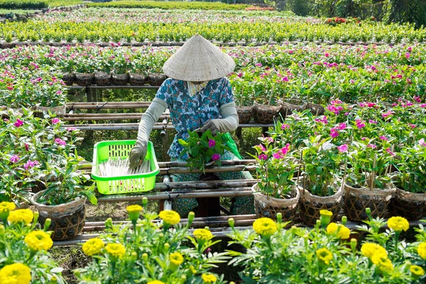 A gardener cares for the flowers in her garden in Sa Dec, Dong Thap, Vietnam. Sadec (Sa Dec) is flower producing center. Florists here often plant flowers and harvest at the Lunar New Year to increase profits. — Stock Photo, Image