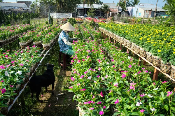 A gardener cares for the flowers in her garden in Sa Dec, Dong Thap, Vietnam. Sadec (Sa Dec) is flower producing center. Florists here often plant flowers and harvest at the Lunar New Year to increase profits. — Stock Photo, Image