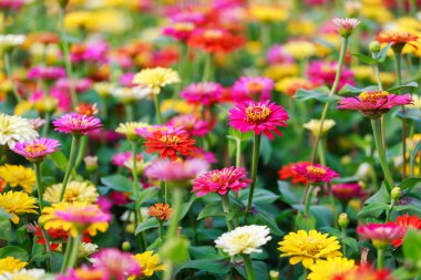 Güzel renkli gerbera (Hoa Dong Tien) çiçekler ilkbaharda, Binh Dong çiçek yüzen pazarı, Saigon, Vietnam