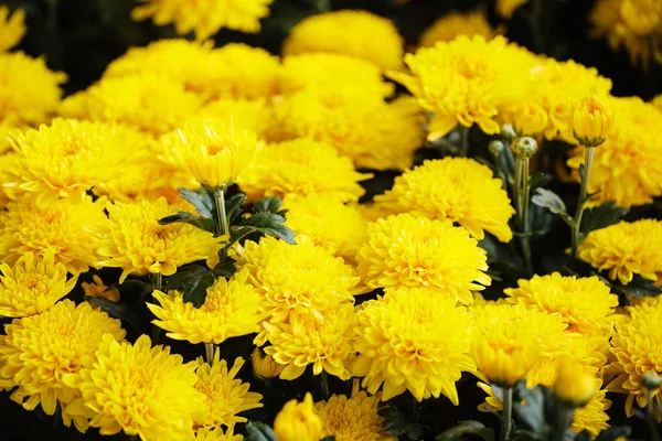 Vacker gul tusensköna blommor på våren, Ho Chi Minh city, Binh Dong flytande blomstermarknaden, Vietnam — Stockfoto