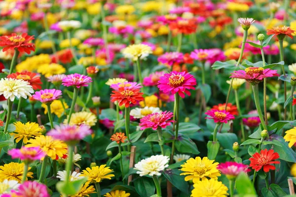 在春天，清平东花市浮动，西贡，越南美丽多彩的非洲菊 （Hoa 东村田） 花 — 图库照片