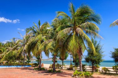 Phan Rang beach öğleden sonra Ninh Thuan, Vietnam, Hindistan cevizi ağaçları. Ninh Thuan güzel manzaralar, görkemli Cham kuleleri ve benzersiz Cham kültür için ünlüdür