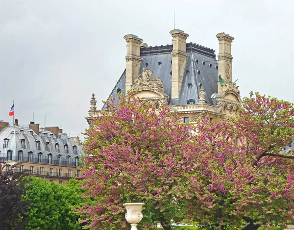 Tornet på Louvren och blommande träd — Stockfoto