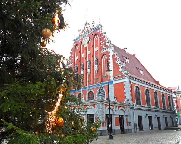 Choinka w pobliżu domu Czarnogłowych — Zdjęcie stockowe