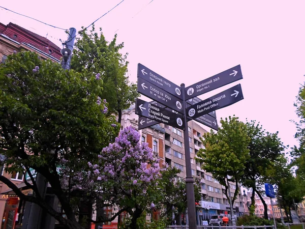 Цветущие деревья на львовских улицах — стоковое фото